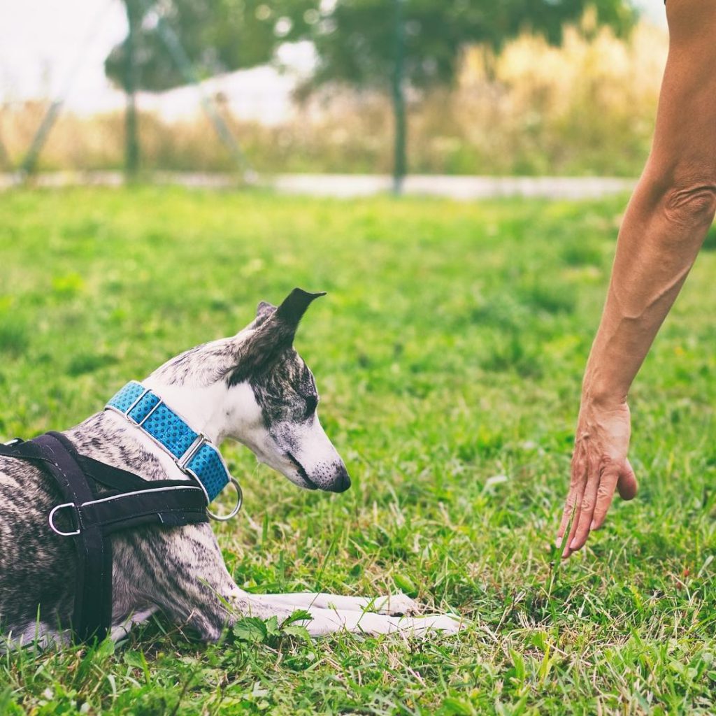 person training a dog